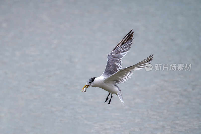 吃鱼的凤头燕鸥(Thalasseus bergii)